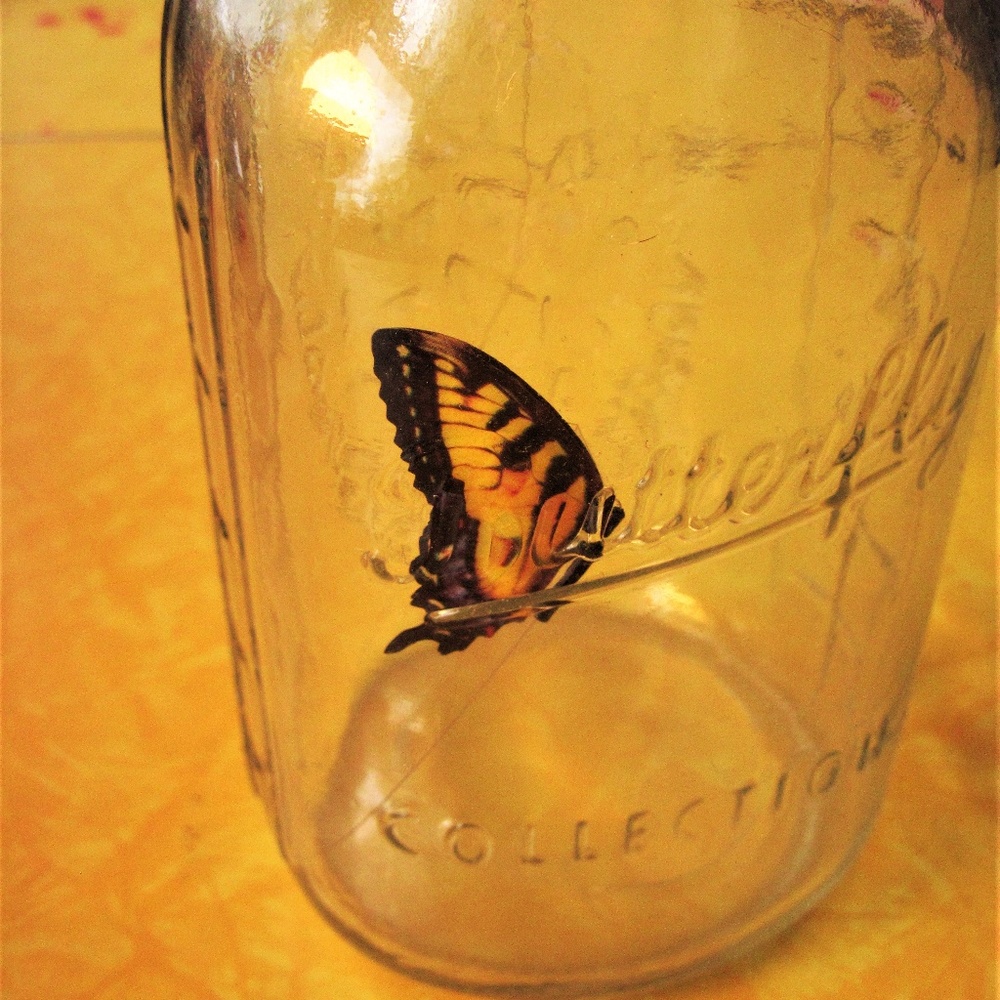 Butterfly Collection - Swallowtail in a Jar